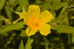Ludwigia hexapetala