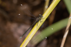 Miniargiolestes minimus