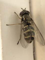 Parasyrphus