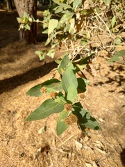 Verbesina sphaerocephala