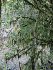 Usnea longissima