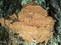 Porodaedalea