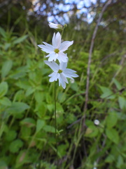 Lithophragma heterophyllum