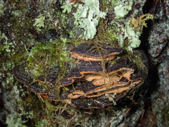 Porodaedalea