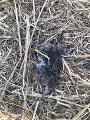 Peromyscus sonoriensis