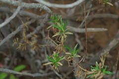 Diplacus