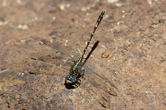 Austrogomphus collaris