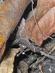 Lepidoblepharis xanthostigma image