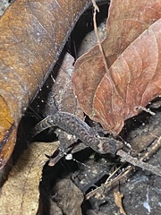Lepidoblepharis xanthostigma