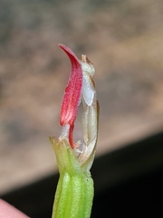 Pterostylis venosa