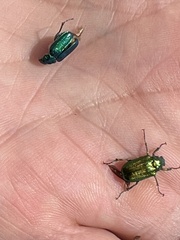 Diphucephala
