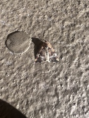 Homophoberia apicosa