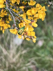 Diphucephala