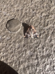 Homophoberia apicosa