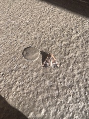 Homophoberia apicosa