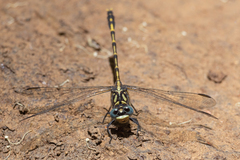 Austrogomphus collaris