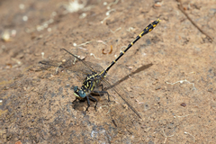Austrogomphus collaris