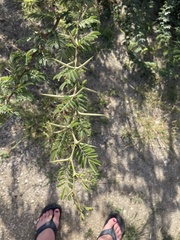 Vachellia tortuosa