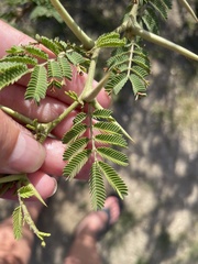 Vachellia tortuosa