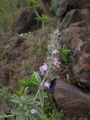Angiospermae