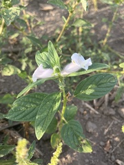 Sesamum indicum