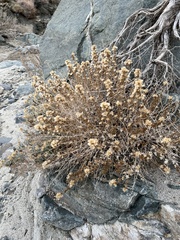 Brickellia microphylla