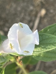 Sesamum indicum