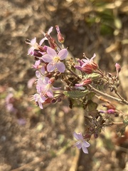 Melochia tomentosa