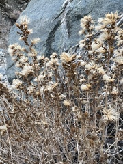Brickellia microphylla