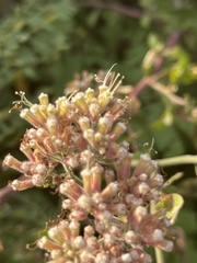 Salpianthus arenarius