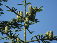 Abies procera