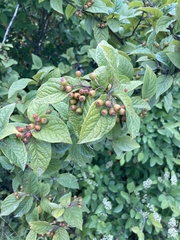 Cotoneaster bullatus