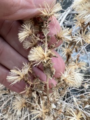 Brickellia microphylla