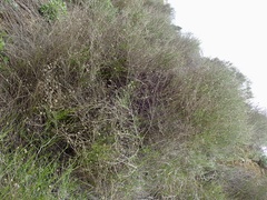 Lepidospartum squamatum