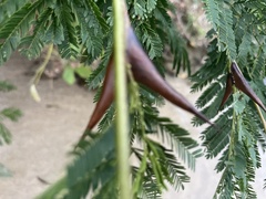 Vachellia hindsii