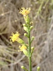 Lepidospartum squamatum