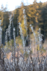 Chamaenerion angustifolium