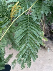 Vachellia hindsii