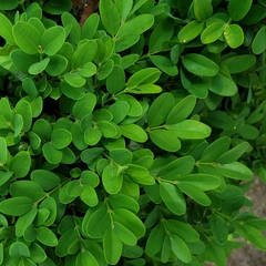 Buxus microphylla