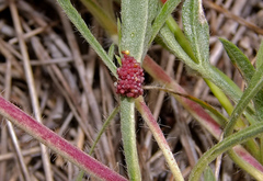 Euphydryas orientalis