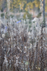 Chamaenerion angustifolium