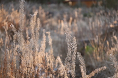 Chamaenerion angustifolium