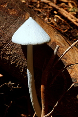 Entoloma canoconicum