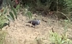 Leucosarcia melanoleuca