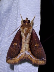 Ercheia cyllaria