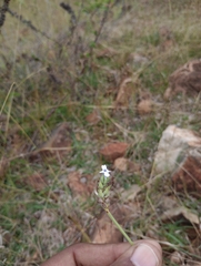 Angiospermae