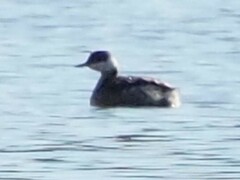 Podiceps auritus