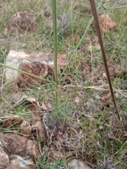 Angiospermae