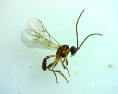 Aphidiinae