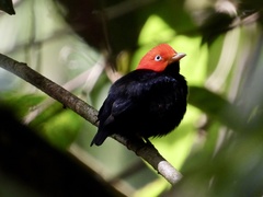 Ceratopipra mentalis